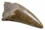 Serrated, Fossil Theropod (Richardoestesia) Tooth - Montana #357005-1